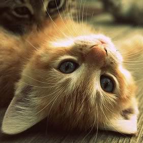 A cute ginger cat lying on its back.
